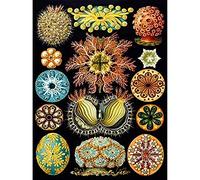 Wee Blue Coo Haeckel Plate 85 Marine Life Unframed Wall Art Print Poster Home Decor Premium