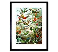 Wee Blue Coo Haeckel Plate 99 Hummingbirds Artwork Framed Wall Art Print 12X16 Inch