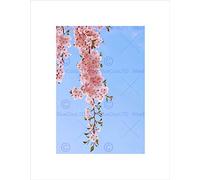 Wee Blue Coo Hanging Pink Cherry Bloom Blossom Art Picture Wall Art Print