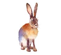 Wee Blue Coo Hare Watercolour Isolated Art Print Poster Wall Decor