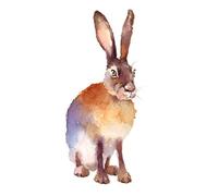 Wee Blue Coo Hare Watercolour Isolated Unframed Art Print Poster Wall Decor 12x16 inch