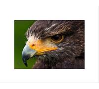 Wee Blue Coo HARRIS HAWK EYE CLOSE UP BIRD PRAY BLACK FRAME FRAMED ART PRINT PICTURE B12X8086