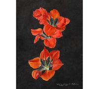 Wee Blue Coo Hoffmann Red Lily Unframed Art Print Poster Wall Decor 12X16 Inch