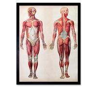 Wee Blue Coo Human Body Anatomy Muscles Art Print Framed Poster Wall Decor 12X16 Inch