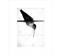 Wee Blue Coo Hummingbird Bird On A Wire Costa Rica Picture Wall Art Print