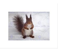 Wee Blue Coo Hungry Squirrel Red Nature Animal Snow Picture Wall Art Print