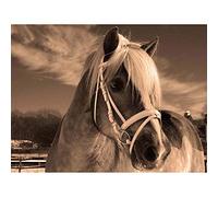 Wee Blue Coo Icelandic Pony Sepia Horse Winter Snow Art Print Poster Wall Decor 12X16 Inch