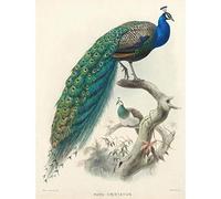 Wee Blue Coo Illustration Animal Peacock Bird Scientific Pavo Cristatus Art Print Poster Wall Decor 12X16 Inch