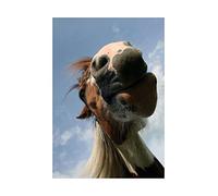 Wee Blue Coo Irish Cob Horse Pony Funny Close Up Photo Picture Wall Art Print