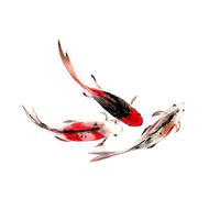 Wee Blue Coo Japanese Koi Fish Black And Red Art Print Poster Wall Decor