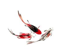 Wee Blue Coo Japanese Koi Fish Black And Red Unframed Art Print Poster Wall Decor 12x16 inch