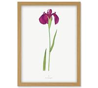 Wee Blue Coo Japanese Water Iris Flower Floral Stem Illustration on White Artwork Framed Wall Art Print A4