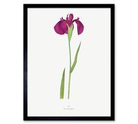 Wee Blue Coo Japanese Water Iris Flower Floral Stem on White Framed Wall Art Print in Purple | Size: W12" x H16" Wee Blue Coo Purple W12" x H16"