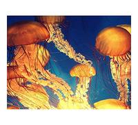 Wee Blue Coo Jellyfish Group Underwater Ocean Art Print Poster Wall Decor 12X16 Inch