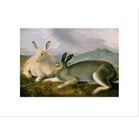 Wee Blue Coo John James Audubon American Arctic Hare Picture Wall Art Print