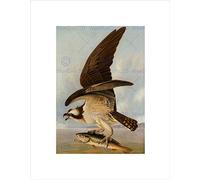 Wee Blue Coo John James Audubon American Osprey Weakfish Wall Art Print