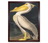 Wee Blue Coo John James Audubon Style Pelican Bird Vintage Detailed Illustration Artwork Framed Wall Art Print 9X7 Inch