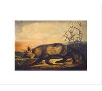 Wee Blue Coo John Woodhouse Audubon American Long Tailed Red Fox Wall Art Print