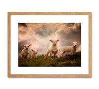 Wee Blue Coo LAMBS SHEEP FARM ANIMAL CLOUD BLACK FRAME FRAMED ART PRINT PICTURE B12X8865