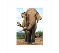 Wee Blue Coo LANKESIAN ELEPHANT EATING HERD JUNGLE BLACK FRAMED ART PRINT PICTURE B12X9098