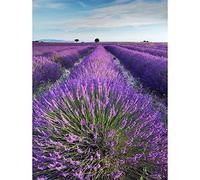 Wee Blue Coo Lavender Field Provence France Morning Flowers Art Print Poster Wall Decor 12X16 Inch