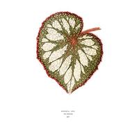 Wee Blue Coo Leaf Begonia Rex Nebulosa Art Print Poster Wall Decor