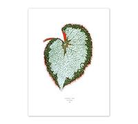 Wee Blue Coo Leaf Begonia Rex Var Grandis Art Print Canvas Premium Wall Decor Poster