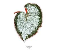 Wee Blue Coo Leaf Begonia Rex Var Grandis Art Print Canvas Premium Wall Decor Poster
