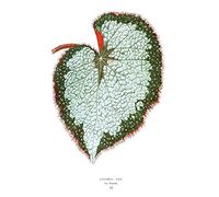 Wee Blue Coo Leaf Begonia Rex Var Grandis Art Print Poster Wall Decor 12X16 Inch