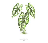 Wee Blue Coo Leaf Caladium Argyrites Art Print Poster Wall Decor 12X16 Inch