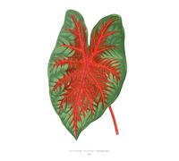 Wee Blue Coo Leaf Caladium Bicolor Spendens Art Print Poster Wall Decor 12X16 Inch