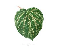 Wee Blue Coo Leaf Cissus Porphyrophyllus Art Print Poster Wall Decor