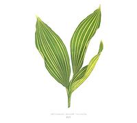 Wee Blue Coo Leaf Convallaria Majalis Variegata Art Print Poster Wall Decor 12X16 Inch