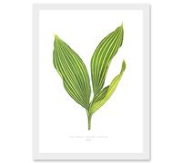 Wee Blue Coo Leaf Convallaria Majalis Variegata Lilly of the Valley Artwork Framed Wall Art Print A4