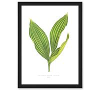Wee Blue Coo Leaf Convallaria Majalis Variegata Lilly of the Valley Artwork Framed Wall Art Print A4
