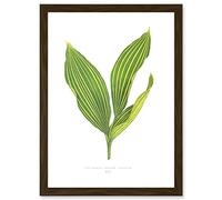 Wee Blue Coo Leaf Convallaria Majalis Variegata Lilly of the Valley Artwork Framed Wall Art Print A4