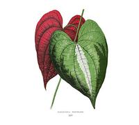 Wee Blue Coo Leaf Dioscorea Discolor Art Print Poster Wall Decor 12X16 Inch