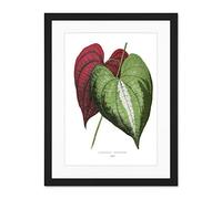 Wee Blue Coo Leaf Dioscorea Discolor Large Framed Art Print Wall Poster 18x24 inch