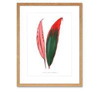 Wee Blue Coo Leaf Dracaena Ferrea Versicolor Art Print Framed Poster Wall Decor 9x7 inch