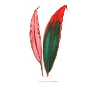 Wee Blue Coo Leaf Dracaena Ferrea Versicolor Unframed Art Print Poster Wall Decor 12x16 inch