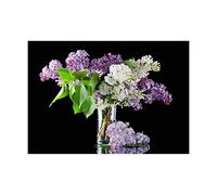 Wee Blue Coo Lilac Flowers Blooms Spring Photo Wall Art Print