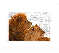 Wee Blue Coo Lion Couple Snow Profile Big Cat Art Picture Wall Art Print
