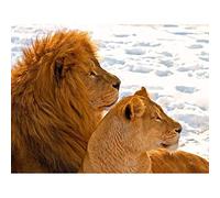 Wee Blue Coo Lion Couple Snow Profile Big Cats Art Print Poster Wall Decor 12X16 Inch