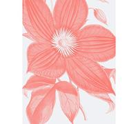 Wee Blue Coo Living Coral Clematis Flower Large Wall Art Print Canvas Premium Poster