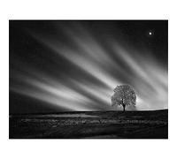 Wee Blue Coo Lone Tree Landscape Aurora Black White Art Print Poster Wall Decor 12X16 Inch