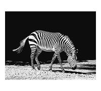 Wee Blue Coo Lone Zebra BW Art Print Poster Wall Decor 12X16 Inch