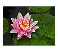Wee Blue Coo Lotus Flower Lilly Pad Pink Art Print Poster Wall Decor 12X16 Inch