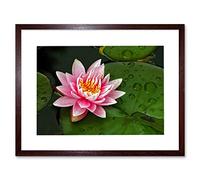Wee Blue Coo Lotus Flower Lilly Pad Pink Photo Framed Wall Art Print
