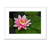Wee Blue Coo Lotus Flower Lilly Pad Pink Photo Framed Wall Art Print