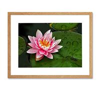 Wee Blue Coo Lotus Flower Lilly Pad Pink Photo Framed Wall Art Print